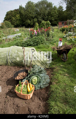 Une exposition de légumes fraîchement récoltés, y compris des pommes de terre, des haricots, du maïs et un gros chou sur une allotissement au Royaume-Uni Banque D'Images