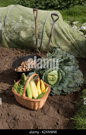 Une exposition de légumes fraîchement récoltés, y compris des pommes de terre, des haricots, du maïs et un gros chou sur une allotissement au Royaume-Uni Banque D'Images