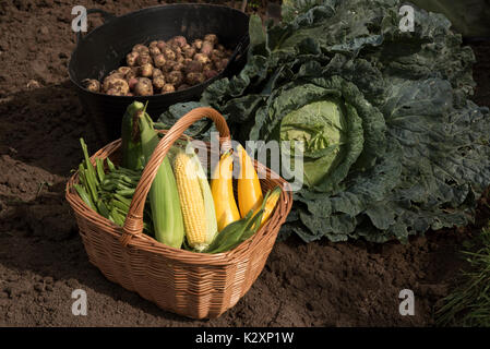 Une exposition de légumes fraîchement récoltés, y compris des pommes de terre, des haricots, du maïs et un gros chou sur une allotissement au Royaume-Uni Banque D'Images