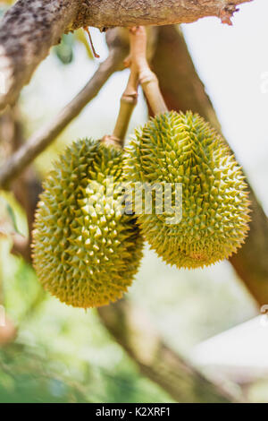 Thai fruits qui peuvent être consommés, et le goût délicieux. Banque D'Images