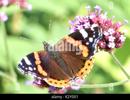 Un mâle red admiral butterfly (Vanessa atalanta) sur une verveine bonariensis fleur avec ailes ouvertes. Bedgebury Forêt, Kent, UK Banque D'Images