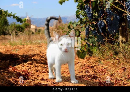 Jeune chaton noir, blanc tabby, debout dans un vignoble avec tombes bleu Banque D'Images