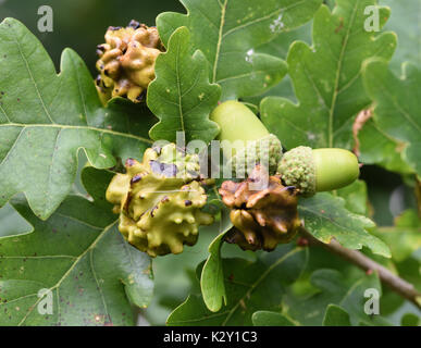 Knopper galles sur les glands d'un chêne pédonculé (Quercus robur). Ces galles sont causés par le gall wasp Andricus quercuscalicis. Bedgebury Forêt Banque D'Images