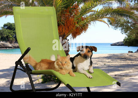 Chat domestique et Jack Russell chien allongé sur un bain de soleil vert à la plage par la mer Banque D'Images