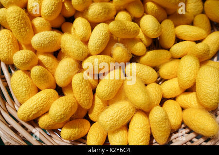 Silkworm jaune filets dans le panier - libre Banque D'Images