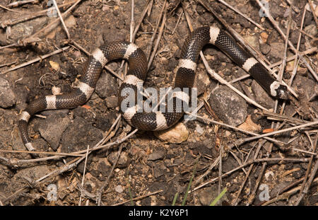 Sella Leaf-nosed Snake (Phyllorhynchus browni) à partir de l'État de Sonora, Mexique. Banque D'Images