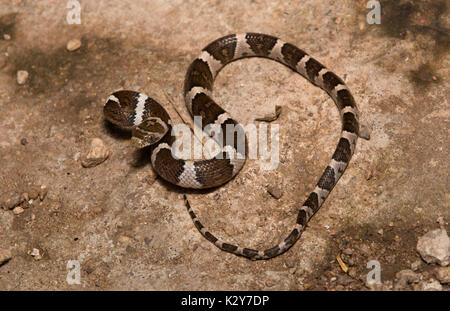 Lyresnake Trimorphodon mexicain (tau) de Sonora, Mexique. Banque D'Images