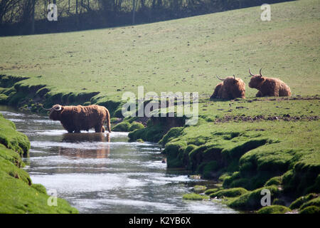 Groupe Highland cattle Banque D'Images