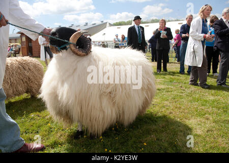 Devon County Show 2009, à en juger les moutons, Banque D'Images