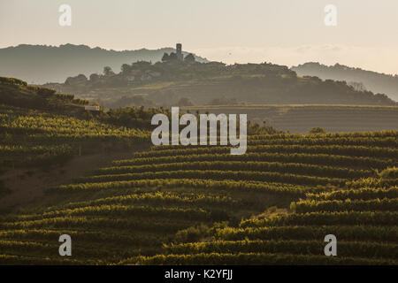 Goriska Brda est une grande région viticole de l'ouest de la Slovénie, près de la frontière avec l'Italie. Ils sont connus sous le nom de Toscane slovène et de vin appelé Rebula. Banque D'Images