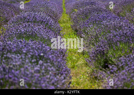 Champs de lavande près de Ivanji Grad dans le sud-ouest de la Slovénie. Petits champs, lentement de l'ampleur dans le pays sont importants pour les sections locales de l'agriculture. Banque D'Images