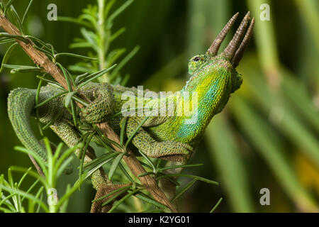 Adultes masculins Jackson's chameleon (Trioceros jacksonii, jacksonii,) sur une branche, Nairobi, Kenya Banque D'Images