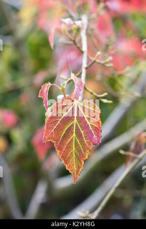 Acer grosseri var. hersii. L'Hers / érable feuille d'érable Snakebark Banque D'Images