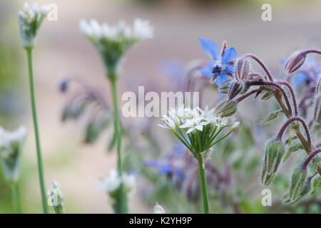 Allium tuberosum et Borago officinalis. L'ail chinois et fleurs de bourrache Banque D'Images
