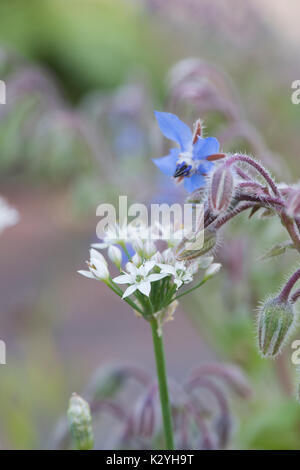 Allium tuberosum et Borago officinalis. L'ail chinois et fleurs de bourrache Banque D'Images