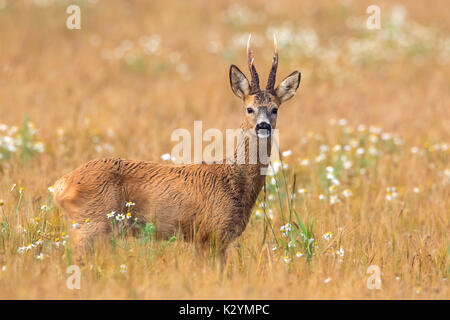 Le chevreuil (Capreolus capreolus) buck butiner dans champ de céréales en été Banque D'Images