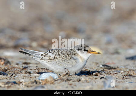 Sterne naine (Sternula albifrons / Sterna albifrons) mineur sur la plage en été Banque D'Images