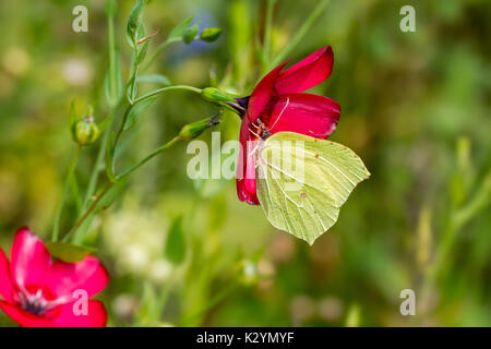 Brimstone Gonepteryx rhamni (commune) se nourrissant de nectar de fleur dans le pré Banque D'Images