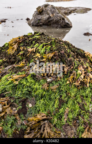 La laitue de mer et d'algues poussant sur un rocher dans un bassin de marée sur une plage, les évêques le sable et la boue le long de la plage de la baie Kachemak à Homer, Alaska. Le salon dispose d'un 35 pieds d'une vague de mer résultant en la vie qui vit dans la zone intertidale des piscines. Banque D'Images