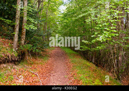 Bois de hêtre (Fagus sylvatica) forest. Nature Paysage, forêt de hêtres. Las Merindades County Burgos, Castille et Leon, Espagne, Europe Banque D'Images