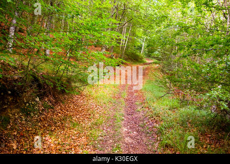 Bois de hêtre (Fagus sylvatica) forest. Nature Paysage, forêt de hêtres. Las Merindades County Burgos, Castille et Leon, Espagne, Europe Banque D'Images