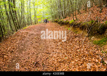 Bois de hêtre (Fagus sylvatica) forest. Nature Paysage, forêt de hêtres. Las Merindades County Burgos, Castille et Leon, Espagne, Europe Banque D'Images