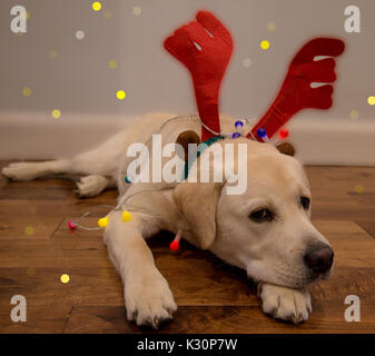 Dudley le Labrador chiot avec lumières de fête et le renne de noël oreilles cheer Banque D'Images