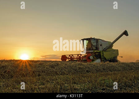 Moissonneuse-batteuse Claas découpage d'un champ de blé au coucher du soleil, Cambridgeshire, Angleterre Banque D'Images