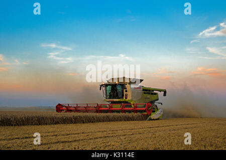 De coupe de moissonneuse-batteuse Claas champ de blé au crépuscule, Cambridgeshire, Angleterre Banque D'Images