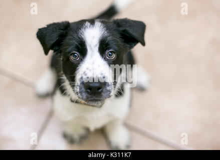 Un joli Border Collie noir et blanc mixed breed puppy looking up Banque D'Images