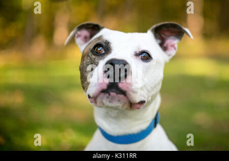 Un livre blanc et bringé Bouledogue américain mixed breed dog outdoors Banque D'Images