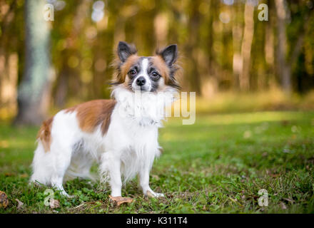 Un longs cheveux brun et blanc Chihuahua dog outdoors Banque D'Images