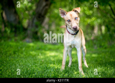 Un chien de race mixte avec heterochromia sectorielles dans ses yeux Banque D'Images