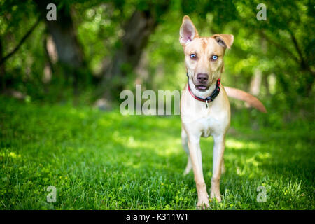 Un chien de race mixte avec heterochromia sectorielles dans ses yeux Banque D'Images