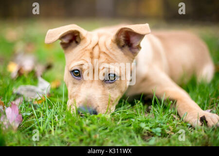 Un mignon chiot race mélangée avec un front ridé et les oreilles tombantes, allongé dans l'herbe Banque D'Images