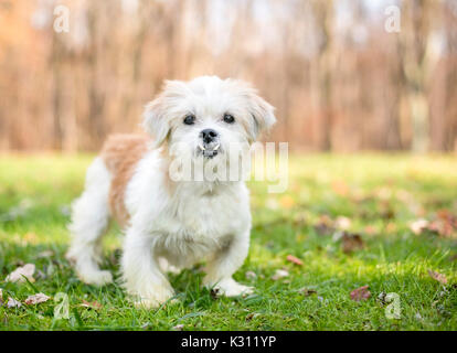 Un petit chien de race mixte hirsute avec une underbite (malocclusion) Banque D'Images