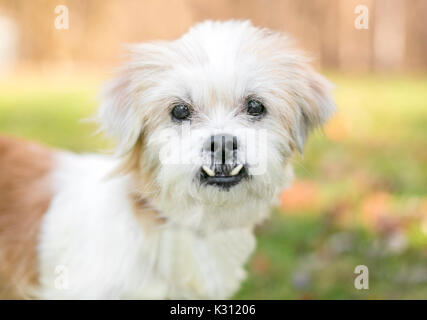 Un petit chien de race mixte hirsute avec une underbite (malocclusion) Banque D'Images