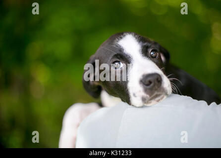 Un chiot noir et blanc avec une expression triste, regardant par-dessus l'épaule d'une personne Banque D'Images