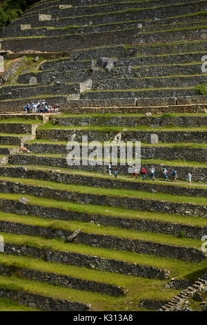 Les touristes en terrasses agricoles, le Machu Picchu (Site du patrimoine mondial), la Vallée Sacrée, le Pérou, Amérique du Sud Banque D'Images