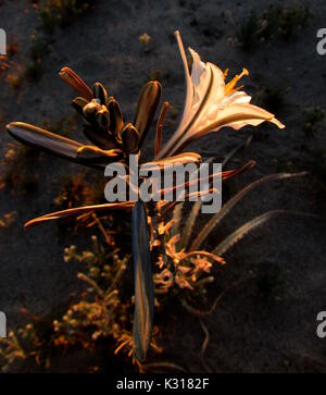 Desert lily in Bloom Hesperocallis undulata premier à recevoir les premiers rayons de soleil dans l'obscurité Anza-Borrego desert Banque D'Images