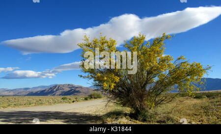 Palo Verde bleu arbre en fleur de près Cercidium floridum Fabaceae dans Anza-Borrego fleurs du désert de Sonoran inférieur en Avril Banque D'Images