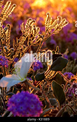 Tournesols primevères et Superbloom 2017 Verveine mauve dans le bouquet de fleurs au lever du soleil du désert Anza-Borrego Banque D'Images