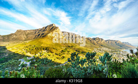 Vue de la Table Mountain et les douze apôtres d'un sentier de randonnée au sommet de la montagne Lions Head, près de Cape Town Afrique du Sud sur une belle journée d'hiver Banque D'Images