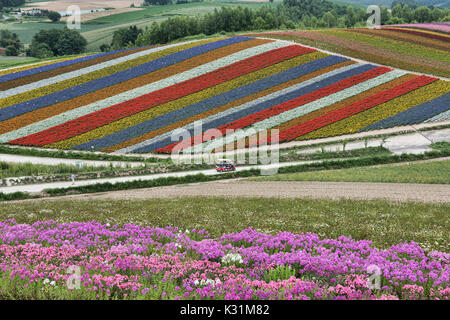Artist's palette; rows of silver dust, Lamiaceae, marigolds, snapdragons, and scarlet sage , Shikisai no Oka, Hokkaido, Japan Banque D'Images
