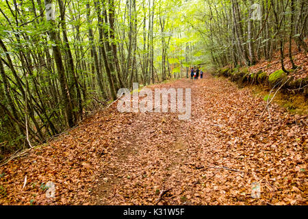 Bois de hêtre (Fagus sylvatica) forest. Nature Paysage, forêt de hêtres. Las Merindades County Burgos, Castille et Leon, Espagne, Europe Banque D'Images