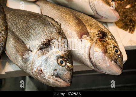 Dorades de mer à un marché aux poissons. Mercado, Atarazanas marché espagnol la ville de Malaga, Costa del Sol, Andalousie le sud de l'Espagne, Europe Banque D'Images