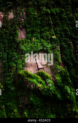 Avec l'écorce moussue close-up Vue détaillée Banque D'Images