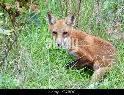 Les jeunes red fox (Vulpes vulpes) Banque D'Images