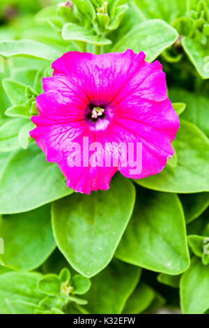 Mirabilis jalapa flower Banque D'Images