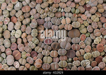 Otzeniana,divers de lithops hallii Banque D'Images